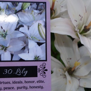 EASY TO READ -Lenormand oracle learning cards for beginners!