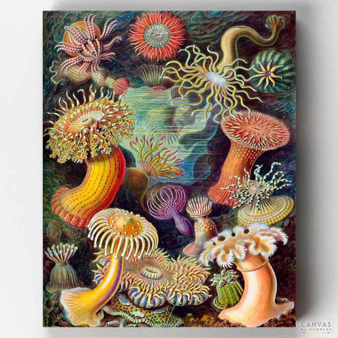 Premium Paint by Numbers Kit Actinae Ernst Haeckel Canvas by Numbers Etsy