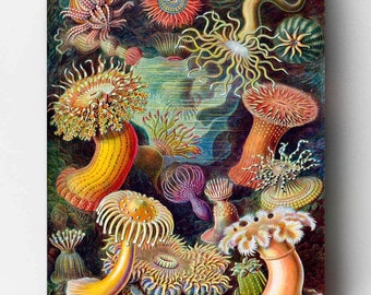 Premium Paint by Numbers Kit - Actinae - Ernst Haeckel - Canvas by Numbers