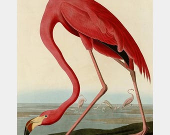 Premium Diamond Painting (Large) - American Flamingo - Diamond Painting - 5D Diamond Painting Kits for Adult - DIY Gift