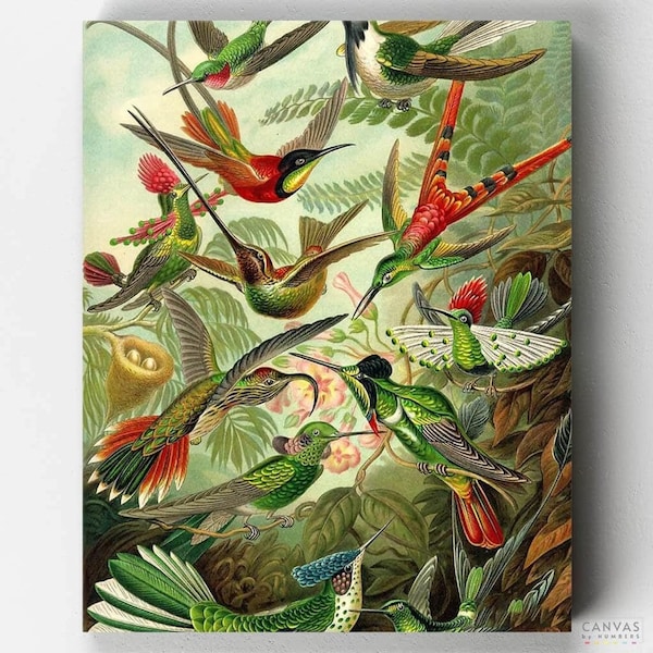 Premium Paint by Numbers Kit - Trochilidae (Hummingbirds) - Ernst Haeckel - Canvas by Numbers