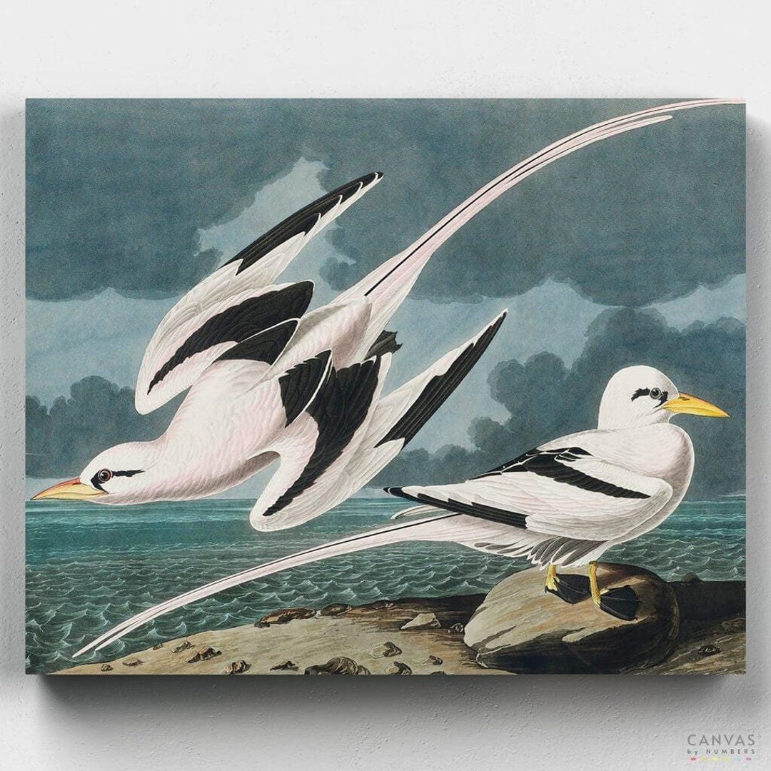Premium Paint by Numbers Kit Tropic Bird John James Audubon Canvas by