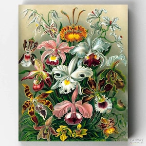 Premium Paint by Numbers Kit - Ships from the US - Orchidae - Ernest Haeckel - Canvas by Numbers