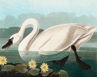 Premium Diamond Painting (Standard Size) - Common American Swan - Diamond Painting - 5D Diamond Painting Kits for Adult