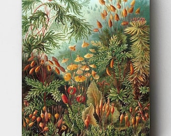 Premium Paint by Numbers Kit - Muscinae - Ernst Haeckel - Canvas by Numbers