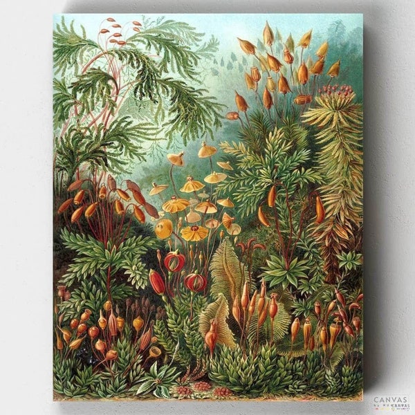 Kit de peinture à numéros haut de gamme - Muscinae - Ernst Haeckel - Toiles à numéros