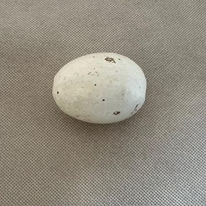 May include: An oval-shaped object with a smooth, off-white surface featuring small, scattered dark brown speckles and indentations. The object has a rounded, symmetrical form and a matte finish, appearing solid and uniform in its overall construction.