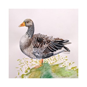 Grauwe gans Wenskaart