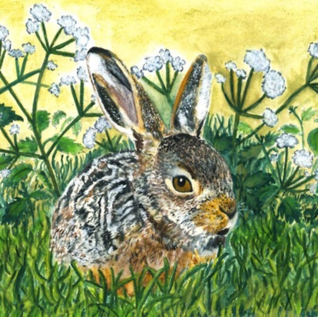 Young Hare in Hedgerow Greetings Card Etsy