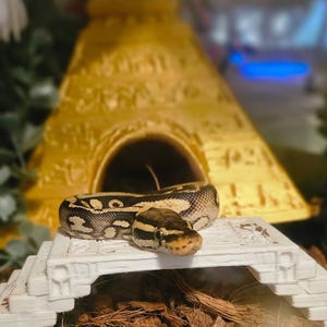 Puede incluir: Una pitón real con un cuerpo de patrón marrón oscuro y bronceado que descansa sobre una estructura de puente de piedra blanca. Detrás de la serpiente hay un escondite amarillo en forma de pirámide con detalles jeroglíficos.