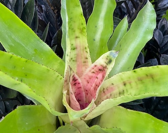 Bromeliad Aechmea Star of Linda - Live Plant - Etsy