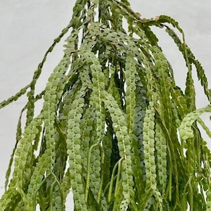 Huperzia Nummulariifolia - Etsy 日本