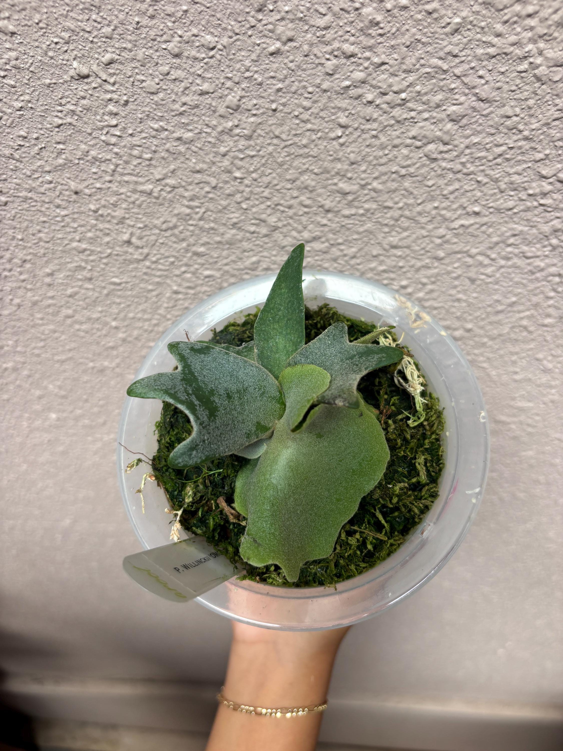 ◆◆◆ P.Willinckii ‘OMG’ spore（m-4） P. willinckii 'O.M.G' from Sunny Ferns original stock ..OMG
