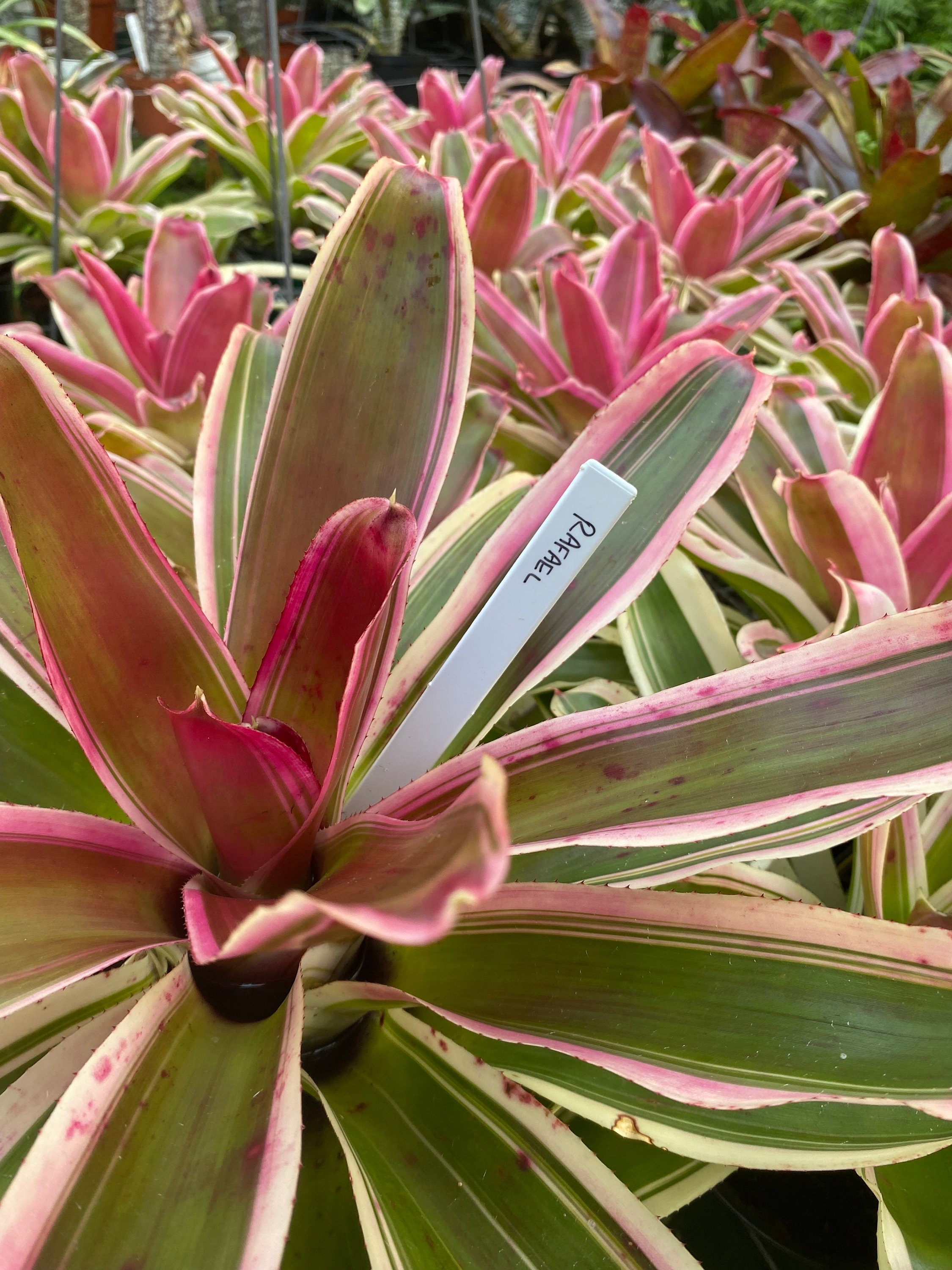 Neoregelia 'rafael' - 6