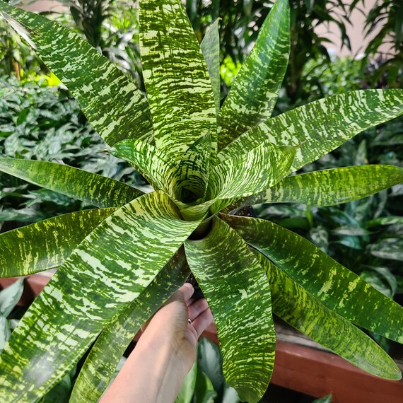 Vriesea Ospinae Gruberi 6