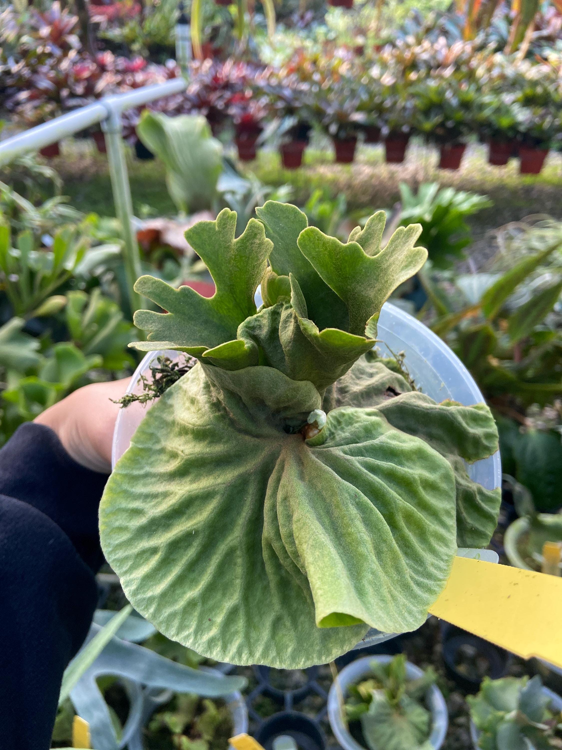 AKIMU様！メルカリ便！P.ridleyi dwarf silver 240 AKIMU様！メルカリ便！P.ridleyi dwarf silver 240