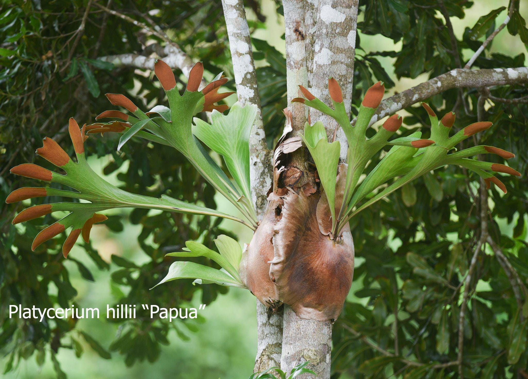 Platycerium Hillii - Etsy