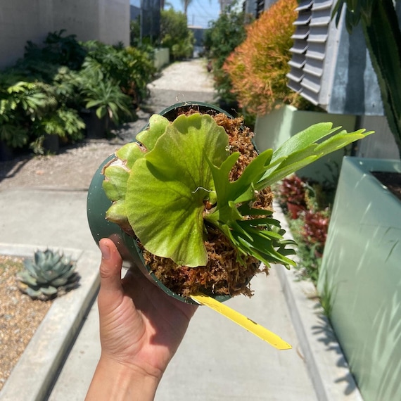 Platycerium 'mt. Kitshakood Thin Thin' - Etsy