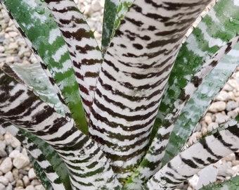 Aechmea chantinii 'DeLeon' cutting