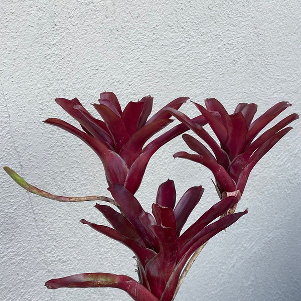 Neoregelia 'Fireball'