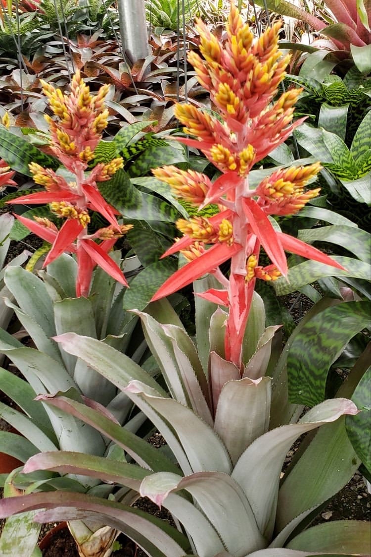 ブロメリア・エアープランツ Aechmea Little Harv variegated Aechmea 'Little Harv' Variegated - Bromeliad Paradise