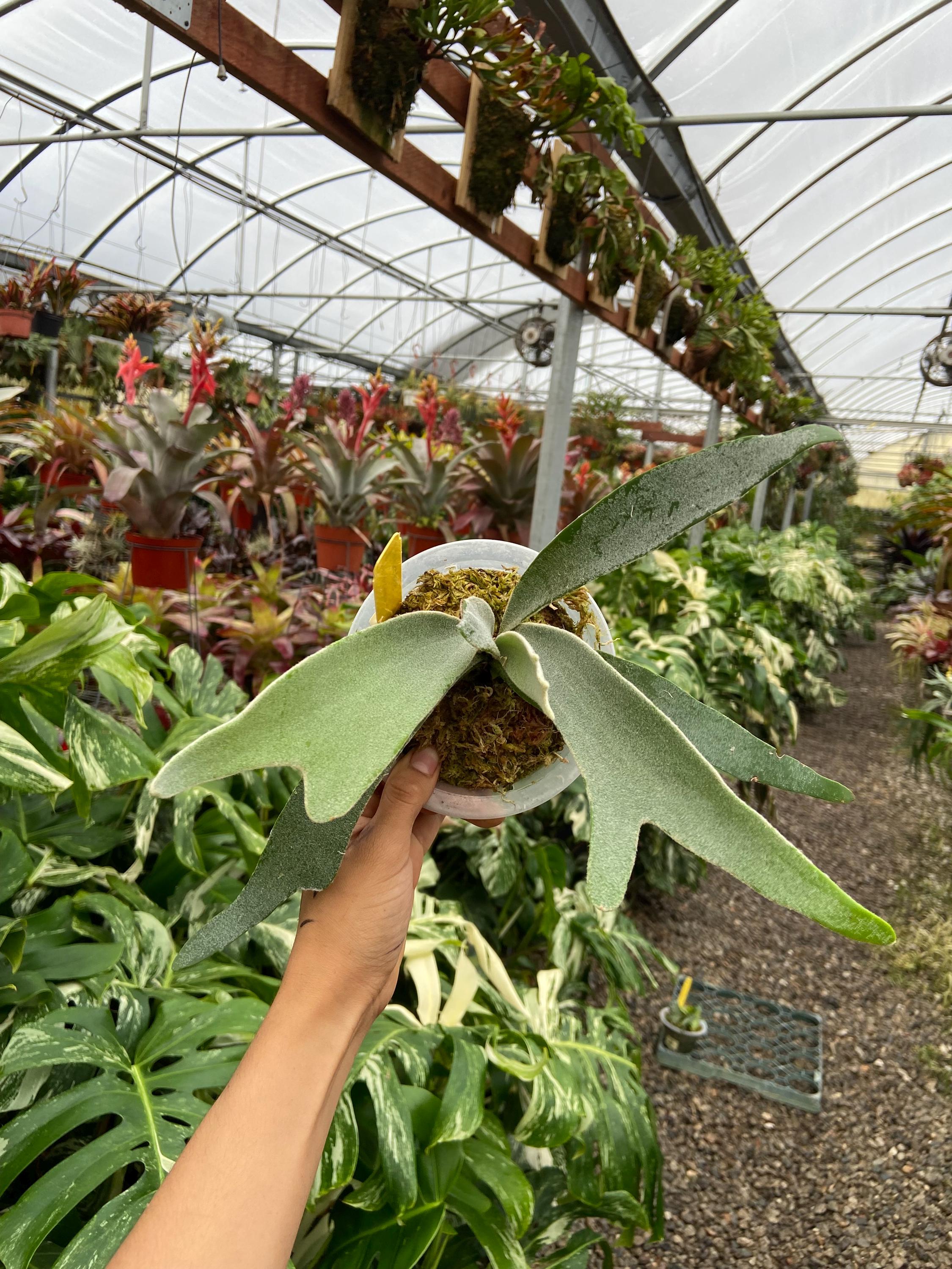 Nepenthes veitchii – RedLeaf Exotics ︎︎︎︎☑︎ veitchii wild 