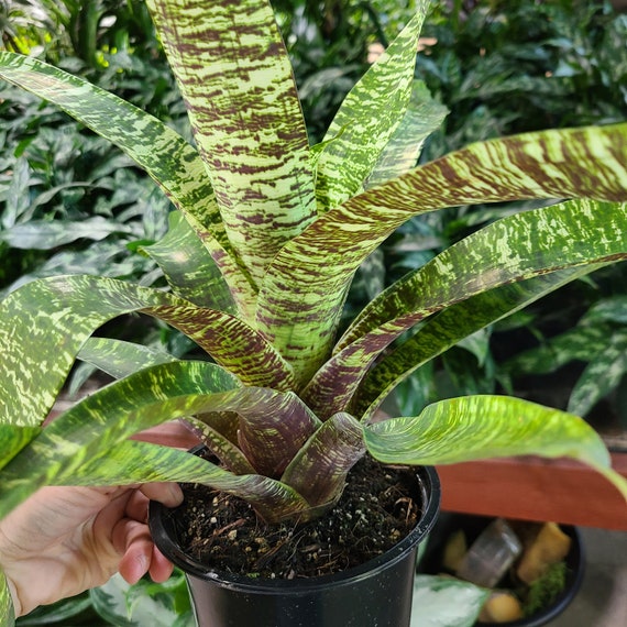 ブロメリア・エアープランツ Vriesea Ospinae Gruberi Yellow From Vriesea Ospinae Gruberi 6