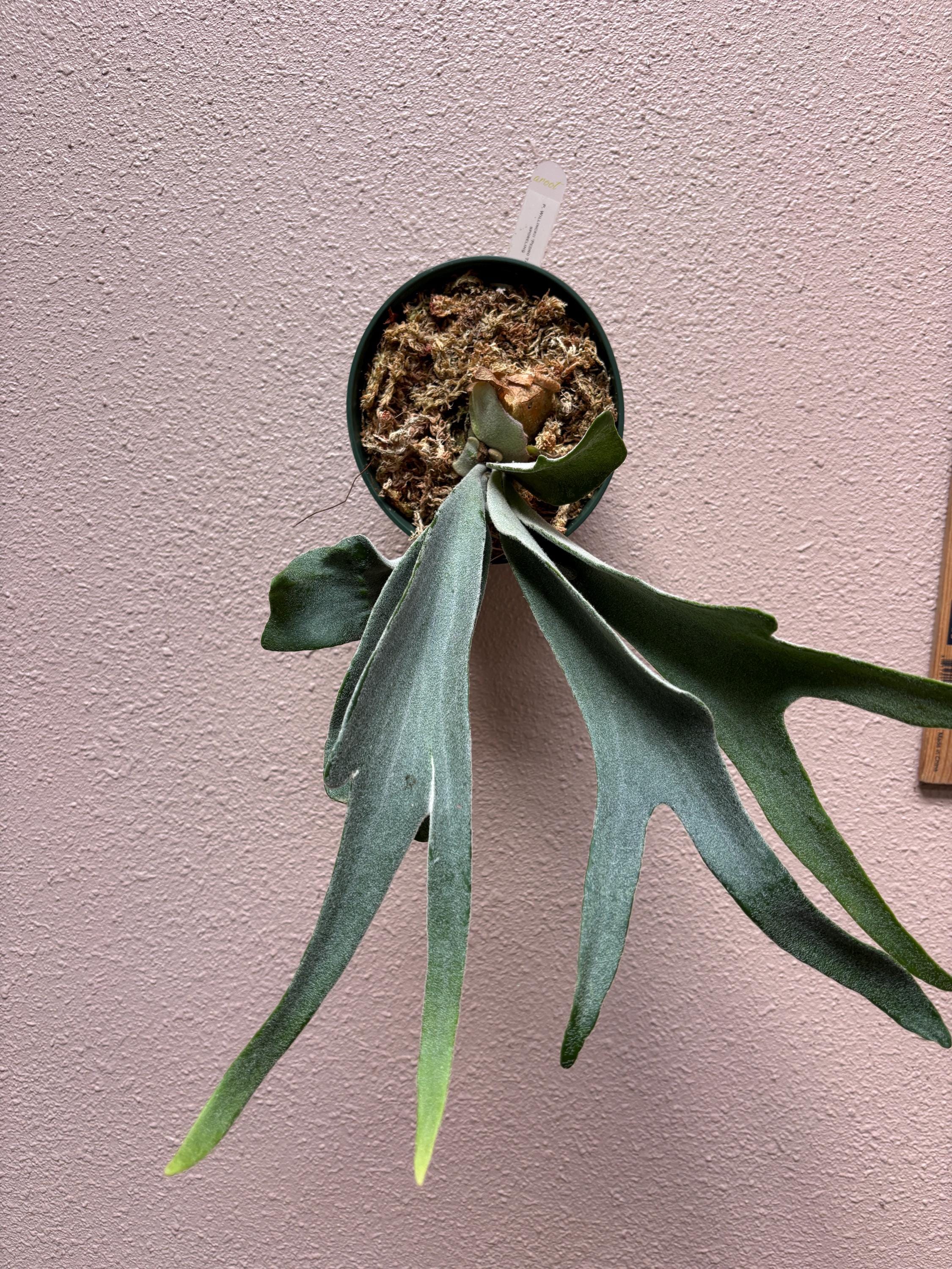 P.Willinckii cv Aysun x P.Willinckii Golden boy Sporeling From