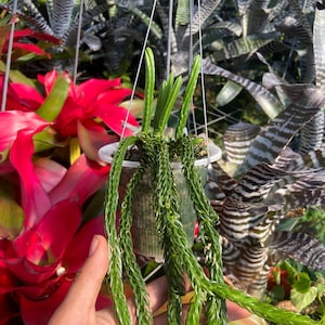 Huperzia Plant - Etsy