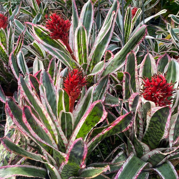 Aechmea orlandiana 'Ensign'