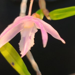 May include: A close-up of a pink orchid flower with a white lip. The flower is in focus, while the green leaves and stem are out of focus.