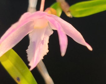 Dendrobium klabatense