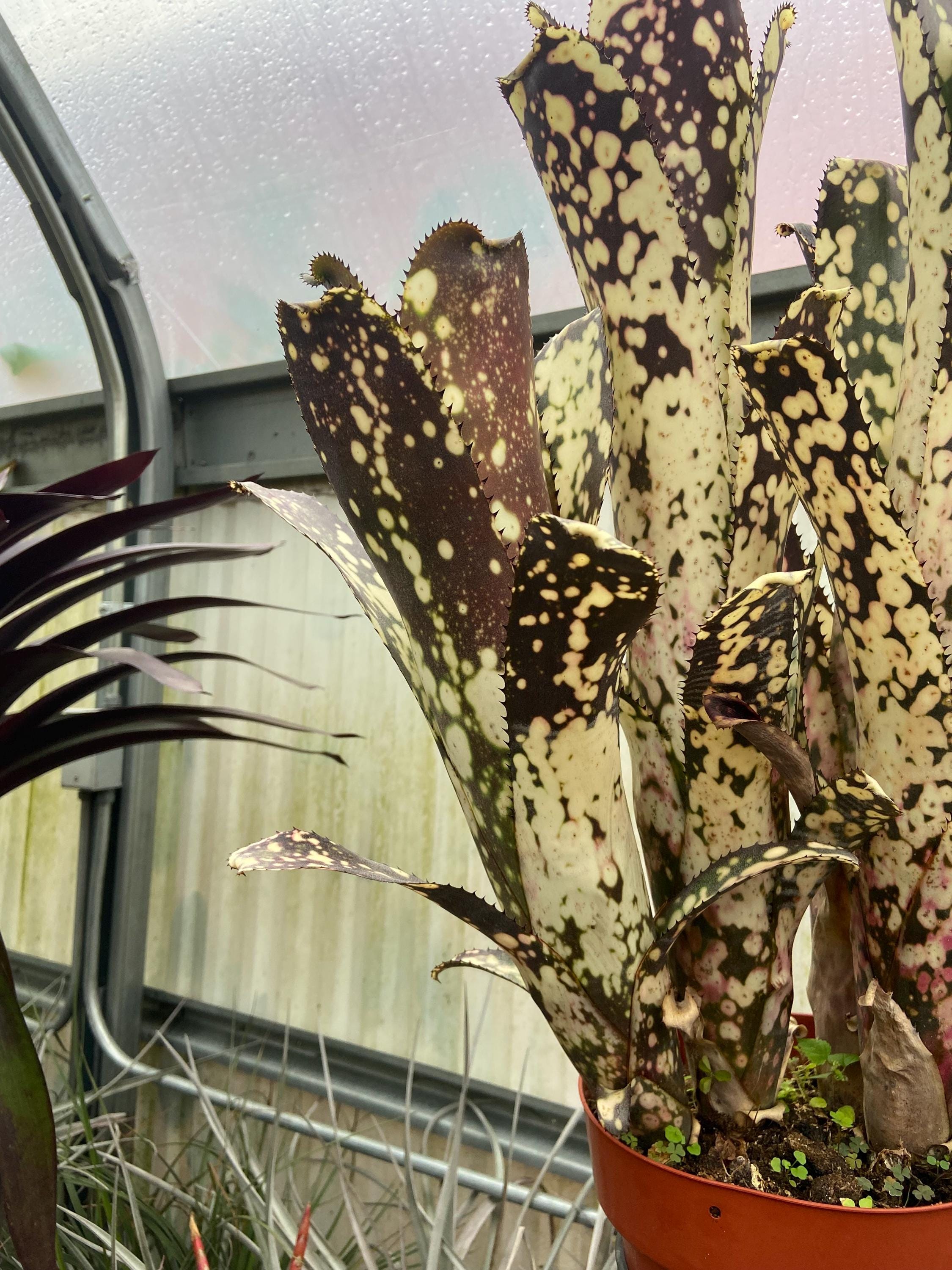 Billbergia 'lots of Spots' - Bromeliad Cutting - Etsy