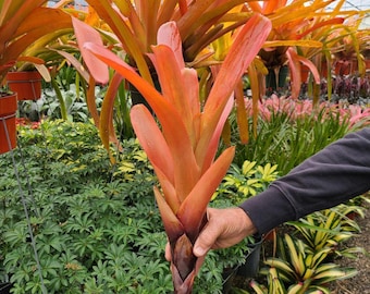 Bromeliad Aechmea 'lemon' Blanchetiana - Full Sun - Size