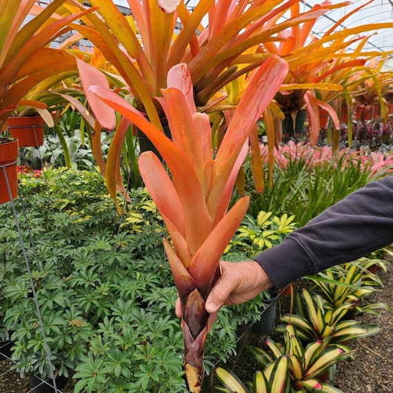 Aechmea Blanchetiana 'wally Berg' - Bromeliad Cutting - Etsy
