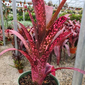 Esqueje de bromelia Billbergia 'Teng Ee'