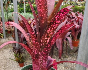 Billbergia Vittata 'domingos Martins' Bromeliad - Etsy