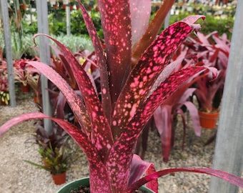 Billbergia 'Teng Ee'