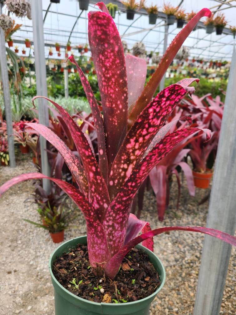 Billbergia 'teng Ee' - Bromeliad Cutting - Etsy