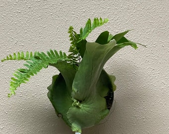 Platycerium Holttumii with bird's nest fern