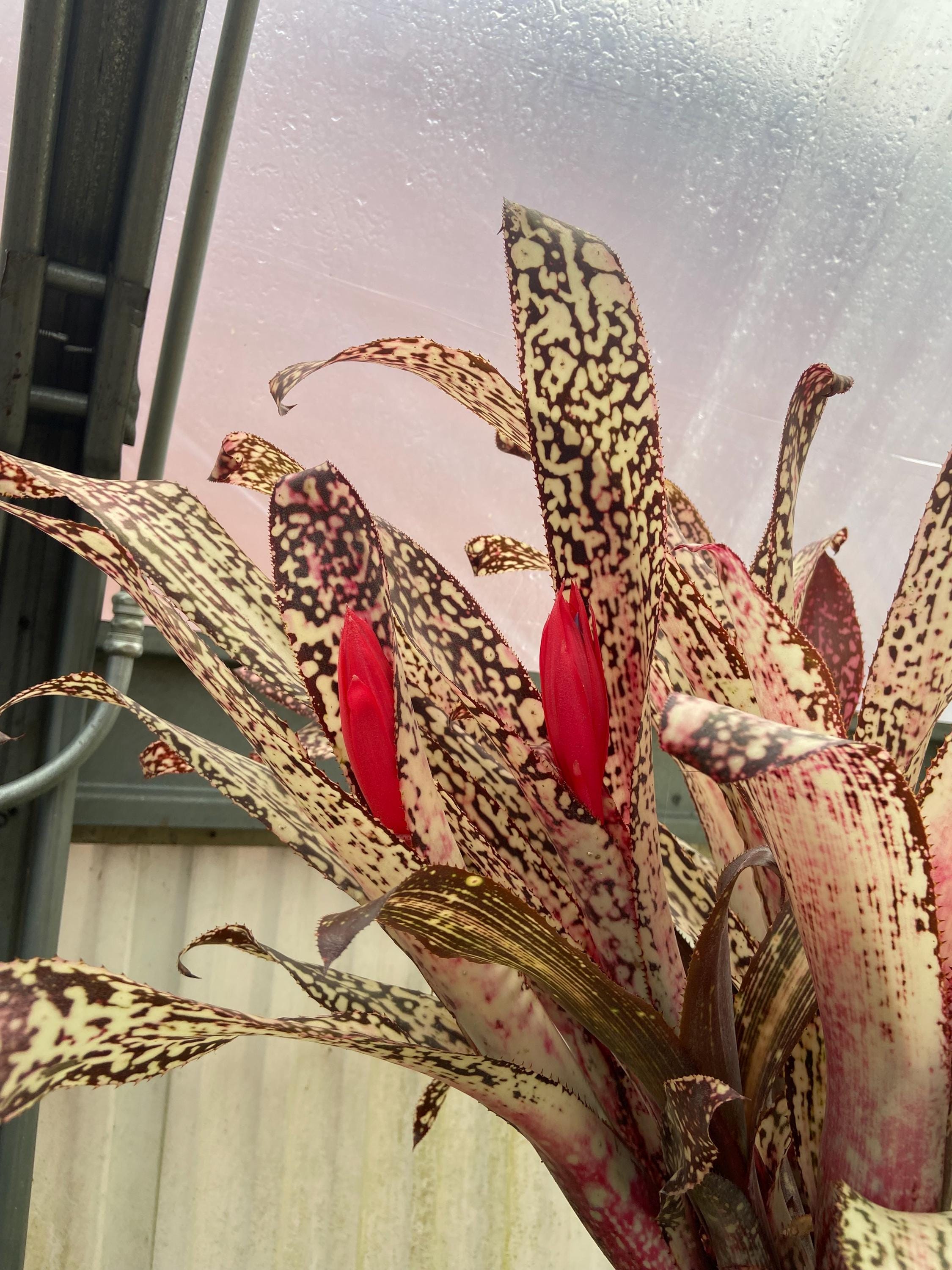 ブロメリア・エアープランツ Billbergia Lots Of Spots Billbergia 'lots of Spots' - Bromeliad Cutting - Etsy