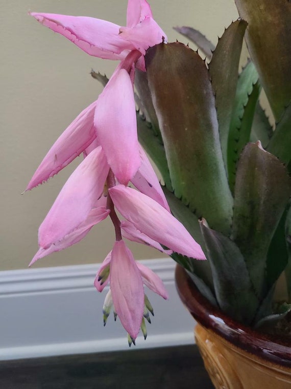 (期間限定)Billbergia sanderiana Billbergia sanderiana (6