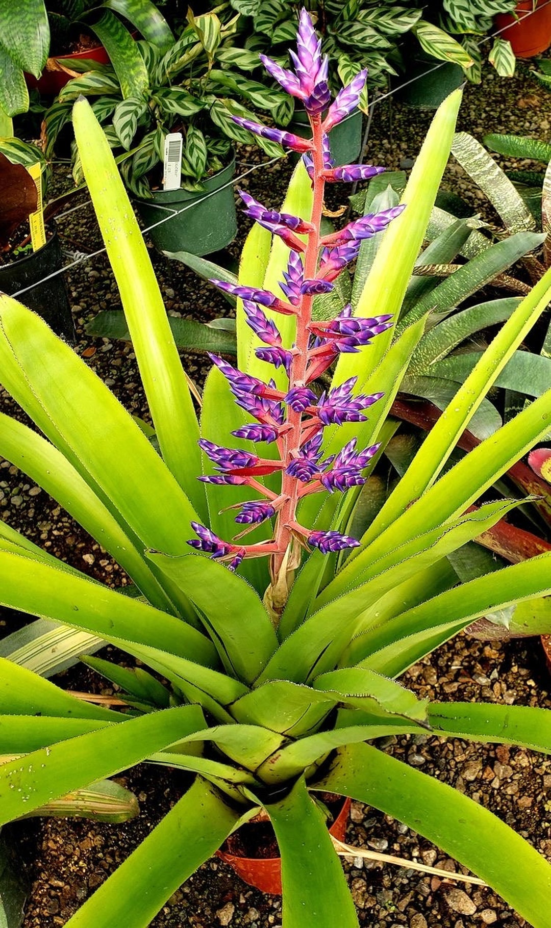 Aechmea ‘blue Tango’ - Etsy