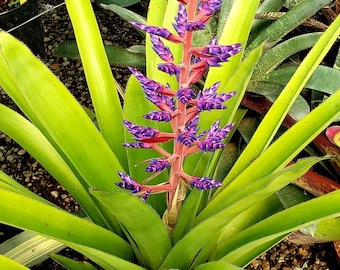 Bromeliad Aechmea Star of Linda - Live Plant - Etsy