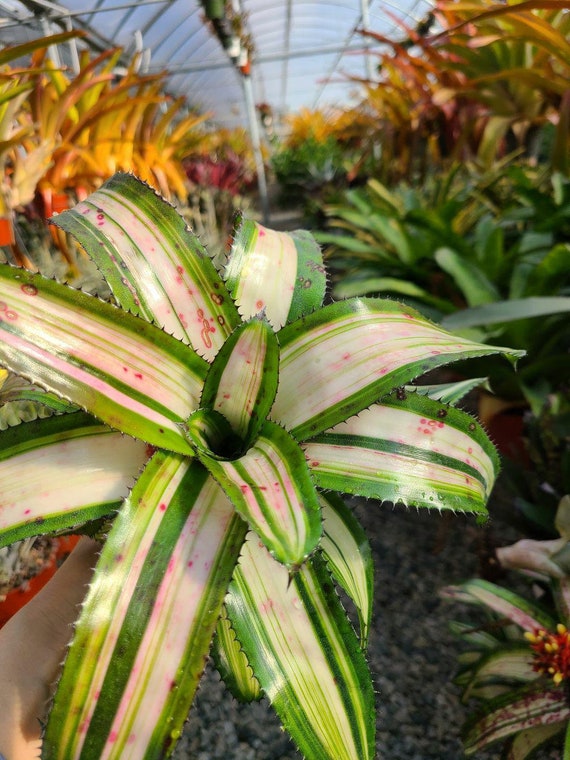 Aechmea Orlandiana 'reverse Ensign' - Etsy