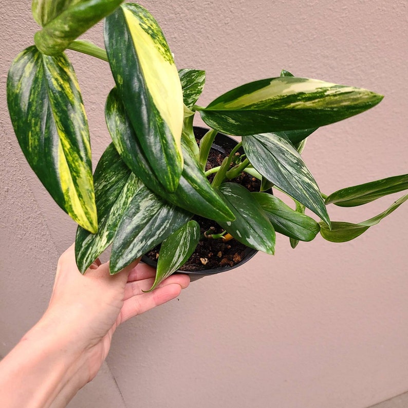 Monstera Standleyana Variegated 6 Rooted image 2