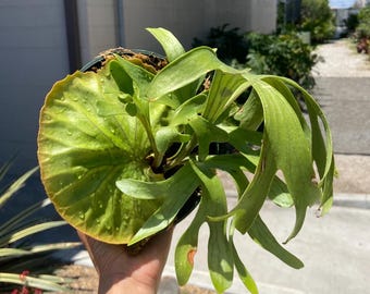 Platycerium 'mt. Kitshakood' - Etsy