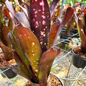 Billbergia 'Halleluja'