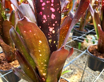 Billbergia « Halleluja »