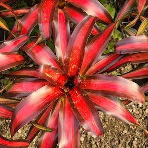 Neoregelia 'Pimiento'